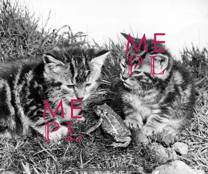 : Two tabby kittens and a frog : Two tabby kittens and a frog