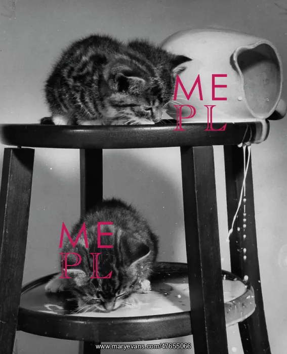 : Two tabby kittens with jug of spilt milk : Two tabby kittens with jug of spilt milk