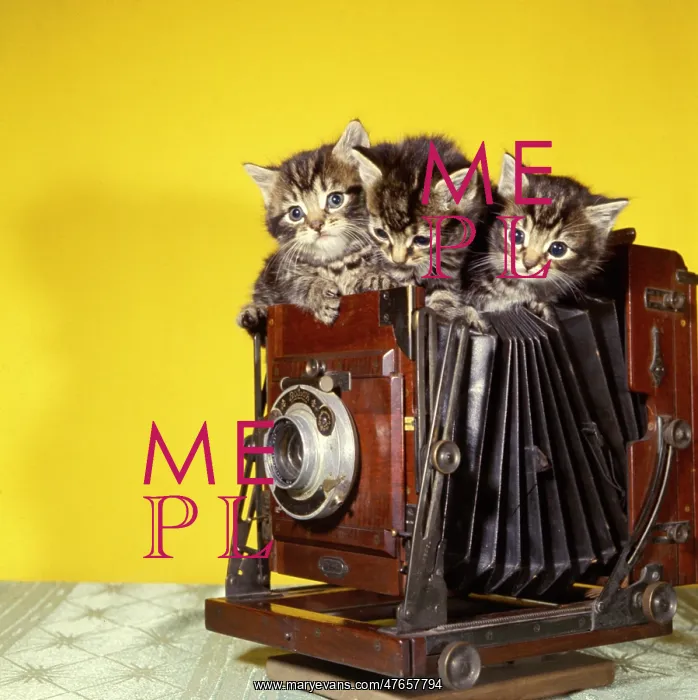 : Three tabby kittens on top of an old camera : Three tabby kittens on top of an old camera