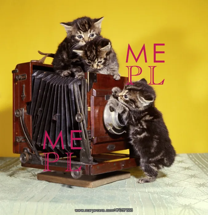 : Three tabby kittens with an old camera : Three tabby kittens with an old camera