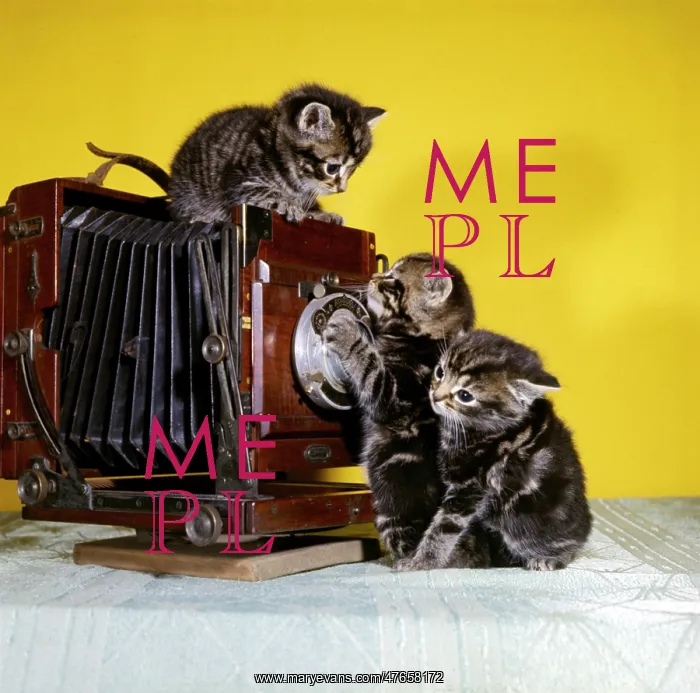 : Three tabby kittens with an old camera : Three tabby kittens with an old camera