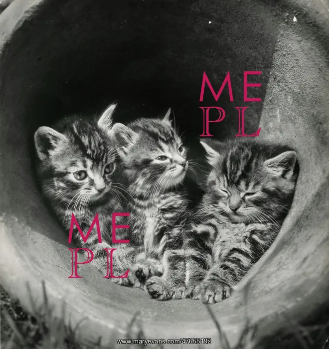 : Three tabby kittens in a plantpot : Three tabby kittens in a plantpot