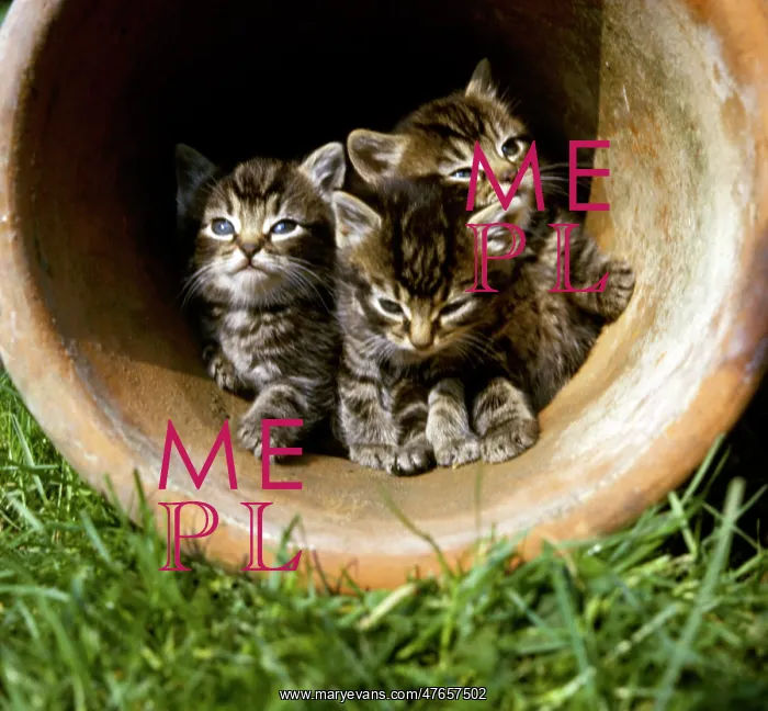 : Three tabby kittens in a plantpot : Three tabby kittens in a plantpot