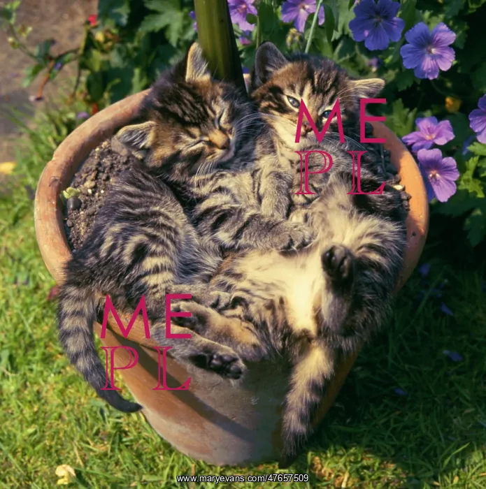 : Two tabby kittens in a plantpot : Two tabby kittens in a plantpot