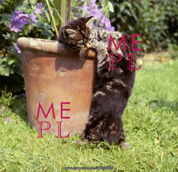 : Two tabby kittens with a plantpot : Two tabby kittens with a plantpot