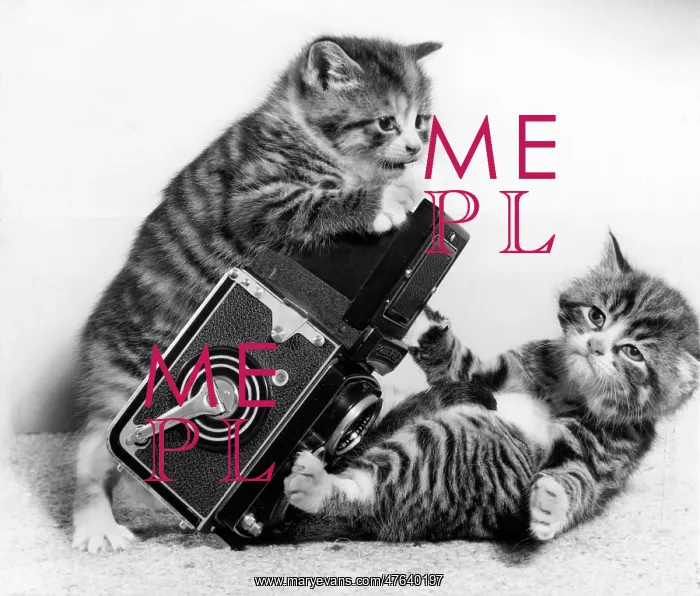 : Two tabby kittens playing with a camera : Two tabby kittens playing with a camera