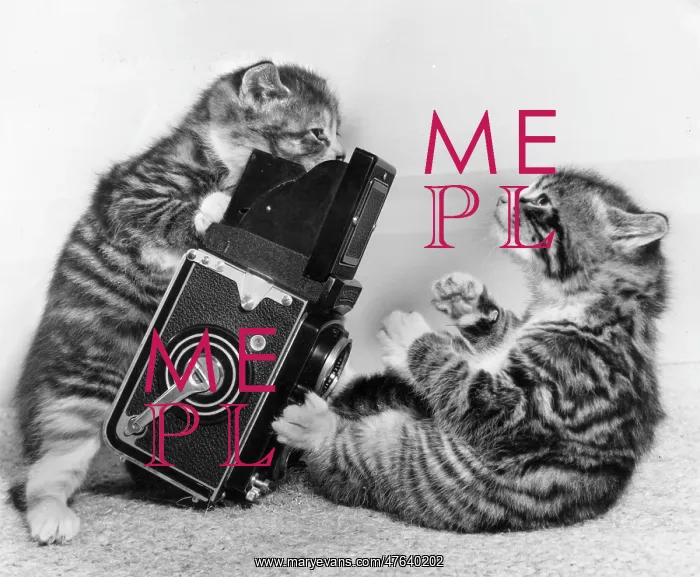 : Two tabby kittens playing with a camera : Two tabby kittens playing with a camera