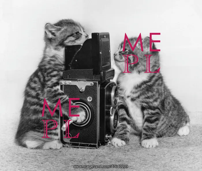 : Two tabby kittens playing with a camera : Two tabby kittens playing with a camera