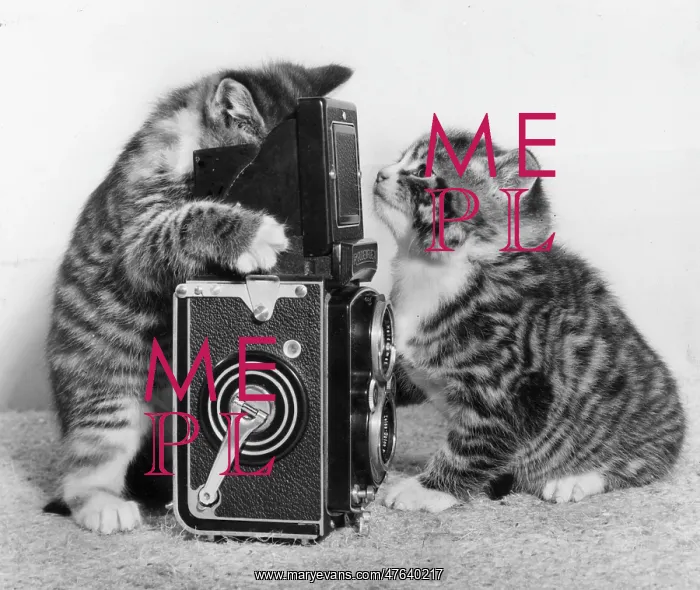 : Two tabby kittens playing with a camera : Two tabby kittens playing with a camera
