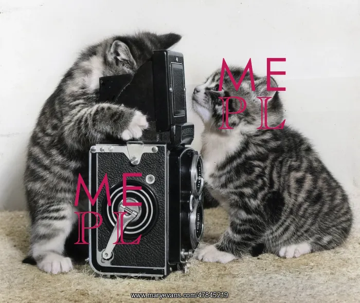 : Two tabby kittens playing with a camera : Two tabby kittens playing with a camera