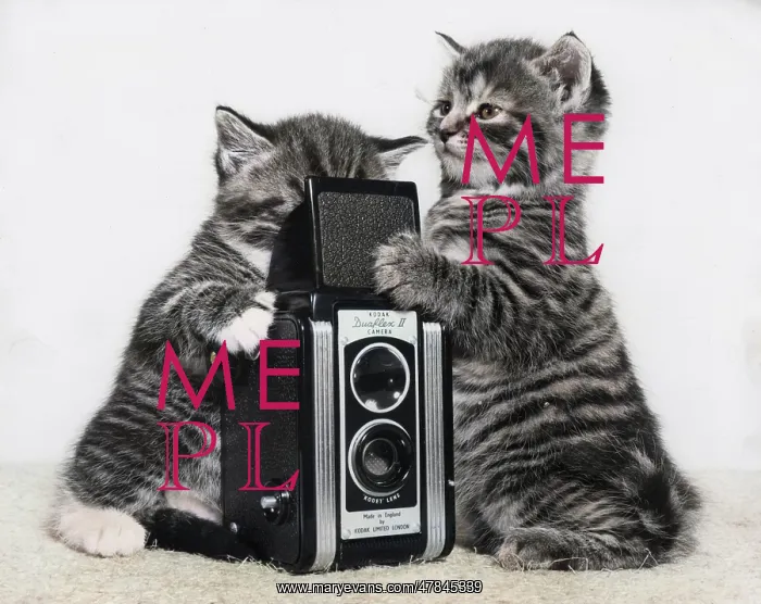 : Two tabby kittens playing with a camera : Two tabby kittens playing with a camera