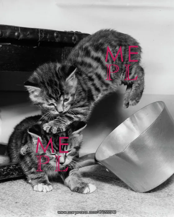 : Two tabby kittens playing with a saucepan : Two tabby kittens playing with a saucepan