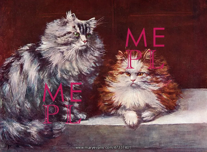 : TABBY / ORANGE PERSIANS : TABBY / ORANGE PERSIANS