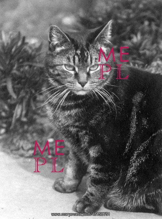 : TABBY OUTSIDE : TABBY OUTSIDE