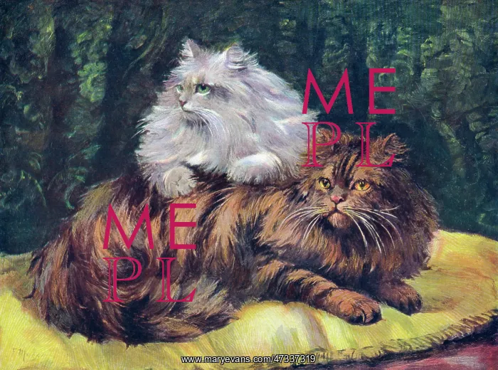 : TABBY / SILVER PERSIANS : TABBY / SILVER PERSIANS
