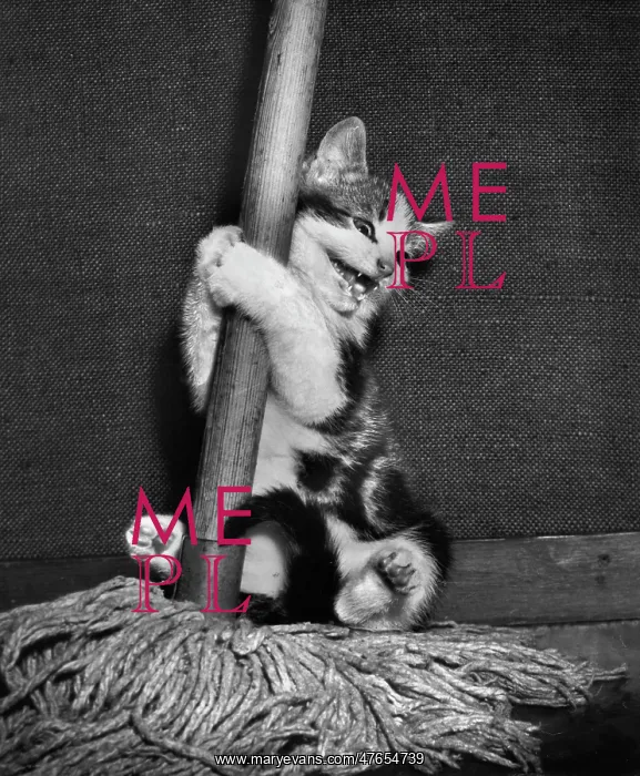 : Tabby and white kitten with a mop : Tabby and white kitten with a mop
