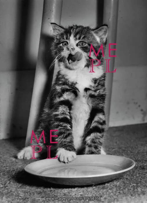 : Tabby and white kitten with empty saucer : Tabby and white kitten with empty saucer