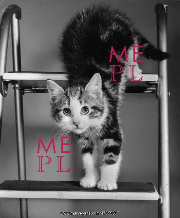 : Tabby and white kitten on a stepladder : Tabby and white kitten on a stepladder