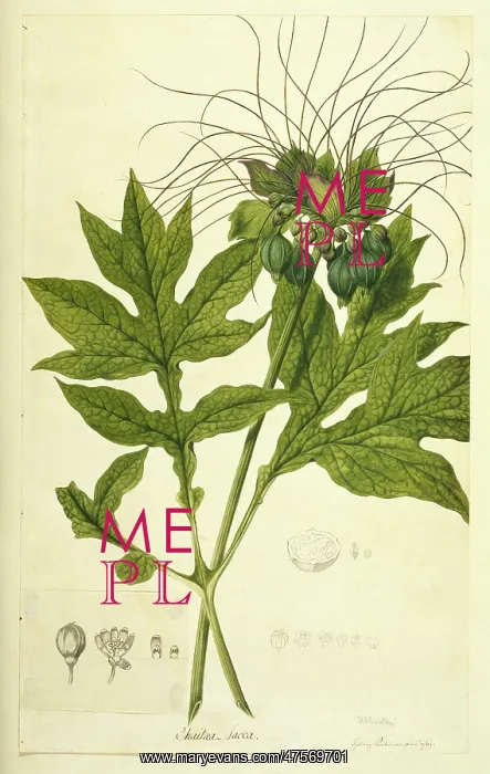 : Tacca leontopetaloides, Indian arrowroot : Tacca leontopetaloides, Indian arrowroot