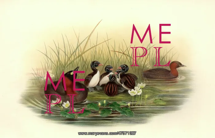 : Tachybaptus ruficollis, little grebe : Tachybaptus ruficollis, little grebe