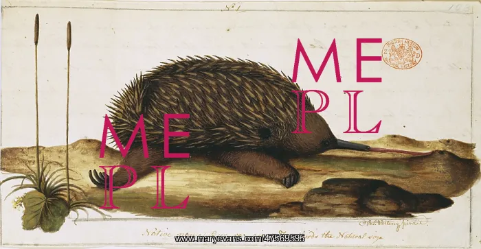 : Tachyglossus aculeatus, short-nosed echidna : Tachyglossus aculeatus, short-nosed echidna