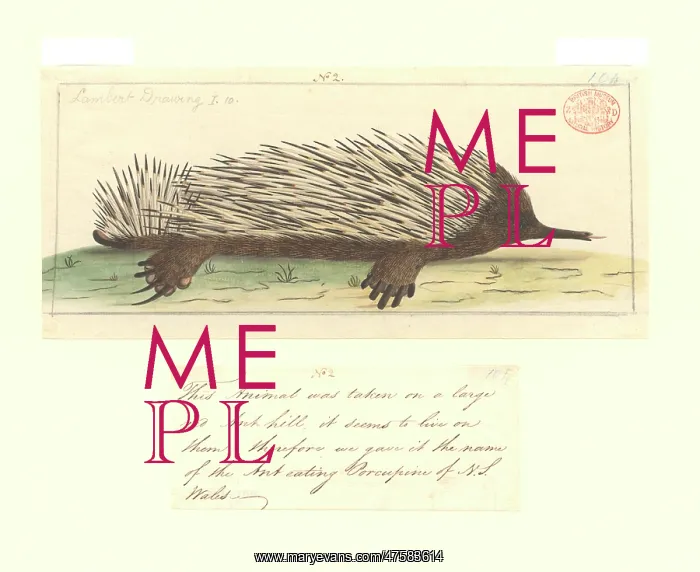 : Tachyglossus aculeatus, short-nosed echidna : Tachyglossus aculeatus, short-nosed echidna