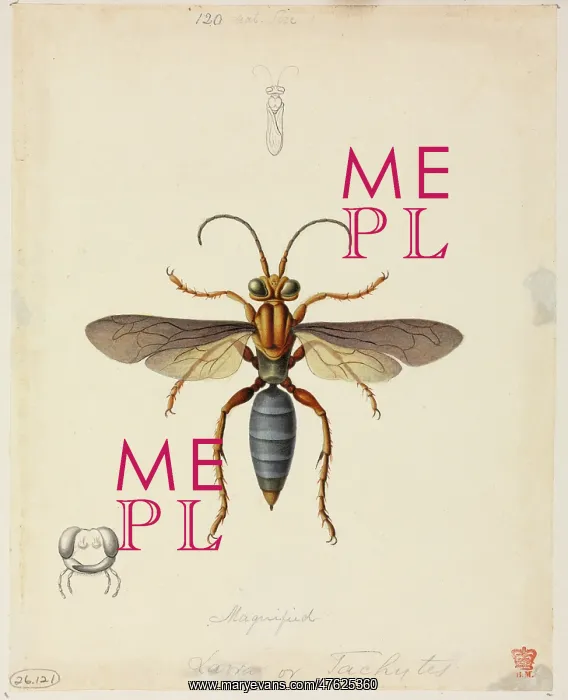 : Tachytes sp. Sand-loving wasp : Tachytes sp. Sand-loving wasp
