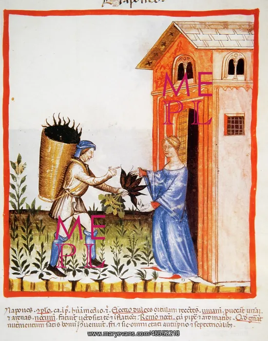  : Tacuinum Sanitatis. 14 th century. Medieval handbook of heal