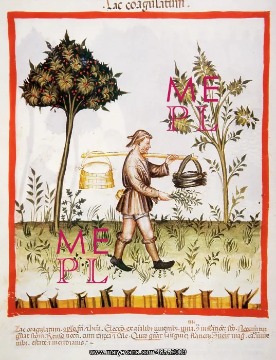 : Tacuinum Sanitatis. 14th century. Farmer carrying a bucket o : Tacuinum Sanitatis. 14th century. Farmer carrying a bucket o