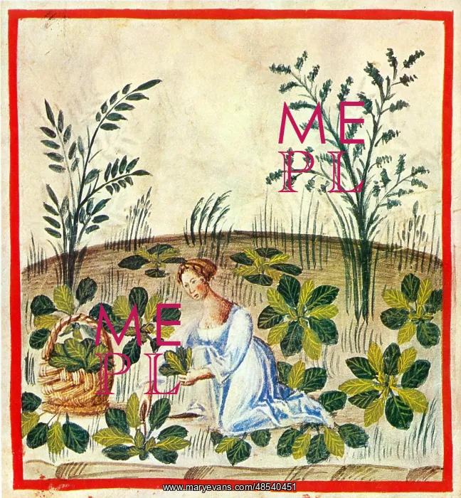 : Tacuinum Sanitatis, Beets : Tacuinum Sanitatis, Beets