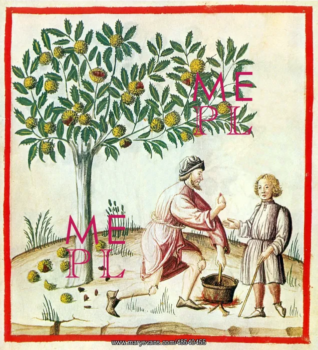 : Tacuinum Sanitatis, Chestnuts : Tacuinum Sanitatis, Chestnuts