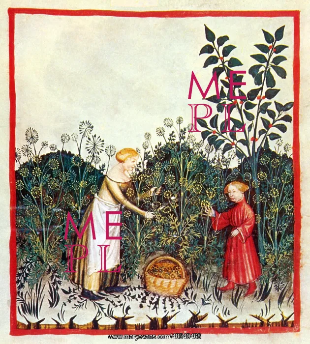 : Tacuinum Sanitatis, Dill : Tacuinum Sanitatis, Dill