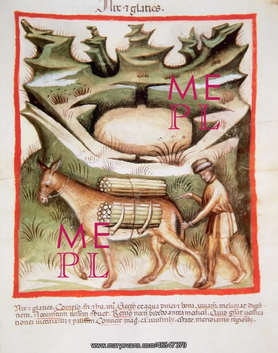 : Tacuinum Sanitatis. Farmer with a pack animal, walking betwe : Tacuinum Sanitatis. Farmer with a pack animal, walking betwe