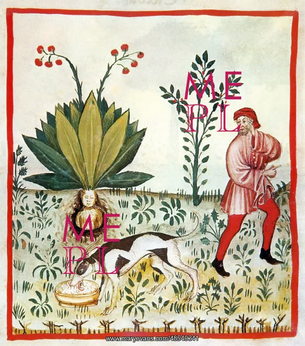 : Tacuinum Sanitatis, Fruit of the Mandragora : Tacuinum Sanitatis, Fruit of the Mandragora