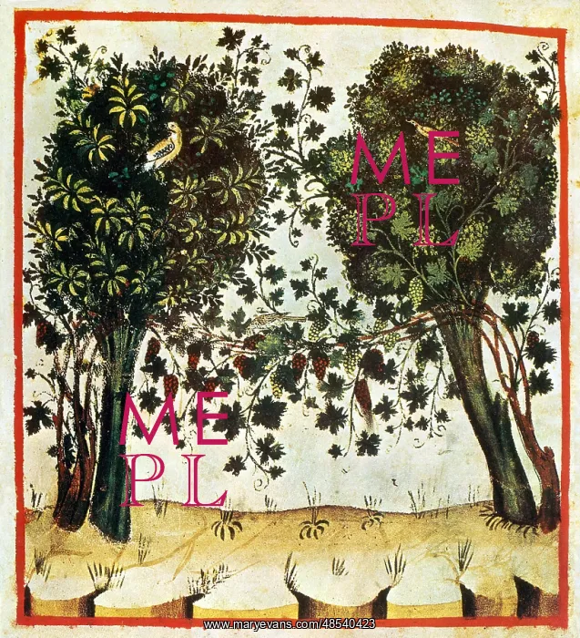 : Tacuinum Sanitatis, Grapes : Tacuinum Sanitatis, Grapes