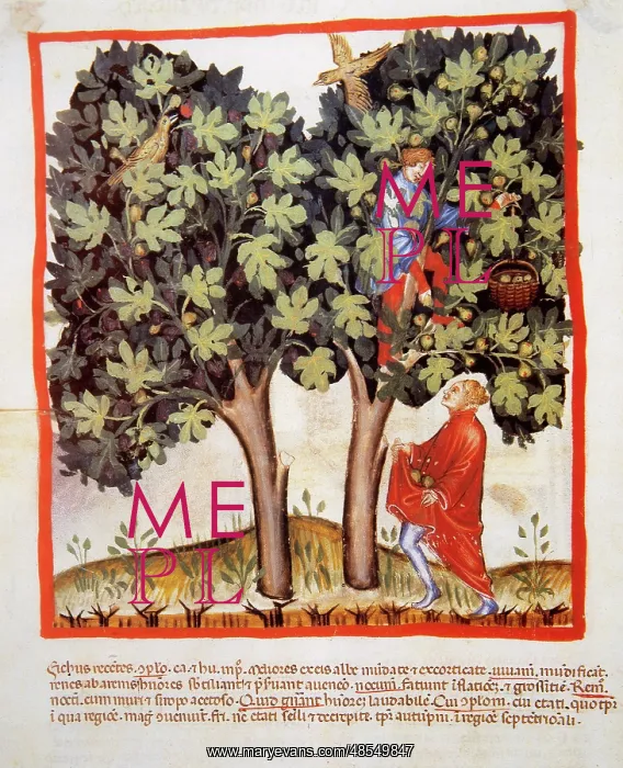 : Tacuinum Sanitatis. Late 14th century. Picking figs. Miniatu : Tacuinum Sanitatis. Late 14th century. Picking figs. Miniatu