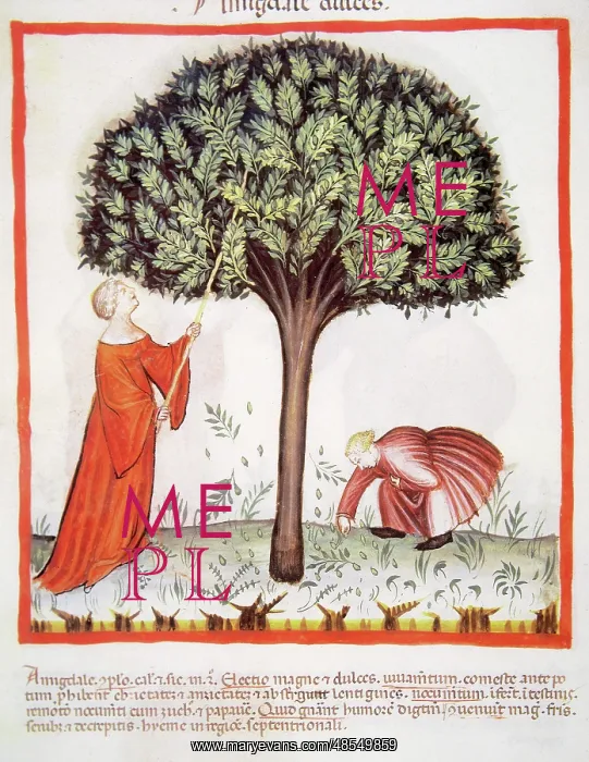 : Tacuinum Sanitatis. Late 14th century. Farmers harvesting al : Tacuinum Sanitatis. Late 14th century. Farmers harvesting al