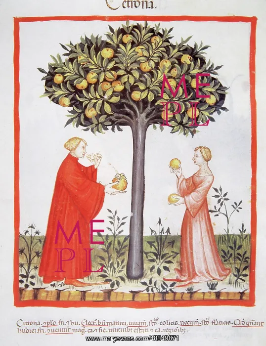 : Tacuinum Sanitatis. Late 14th century. Farmers harvesting bi : Tacuinum Sanitatis. Late 14th century. Farmers harvesting bi