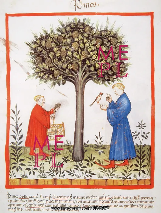 : Tacuinum Sanitatis. Late 14th century. Farmers harvesting pi : Tacuinum Sanitatis. Late 14th century. Farmers harvesting pi