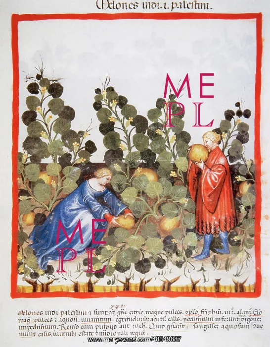 : Tacuinum Sanitatis. Late 14th century. Farmers picking melon : Tacuinum Sanitatis. Late 14th century. Farmers picking melon