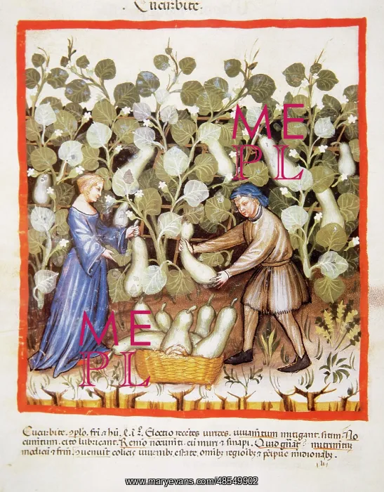: Tacuinum Sanitatis. Late 14th century. Farmers harvesting pu : Tacuinum Sanitatis. Late 14th century. Farmers harvesting pu