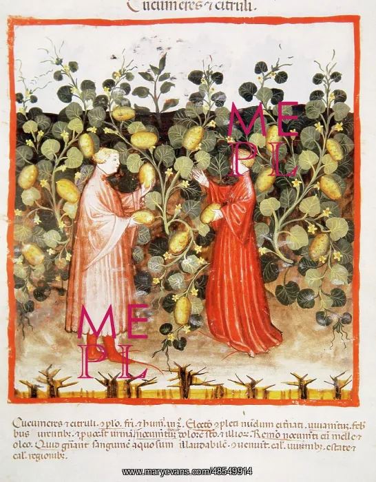 : Tacuinum Sanitatis. Late 14th century. Farmers harvesting cu : Tacuinum Sanitatis. Late 14th century. Farmers harvesting cu