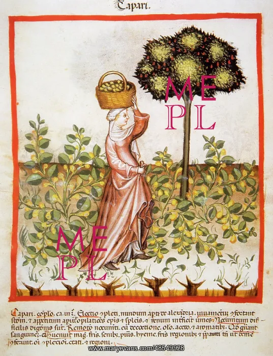 : Tacuinum Sanitatis. Late 14th century. Peasant with a basket : Tacuinum Sanitatis. Late 14th century. Peasant with a basket