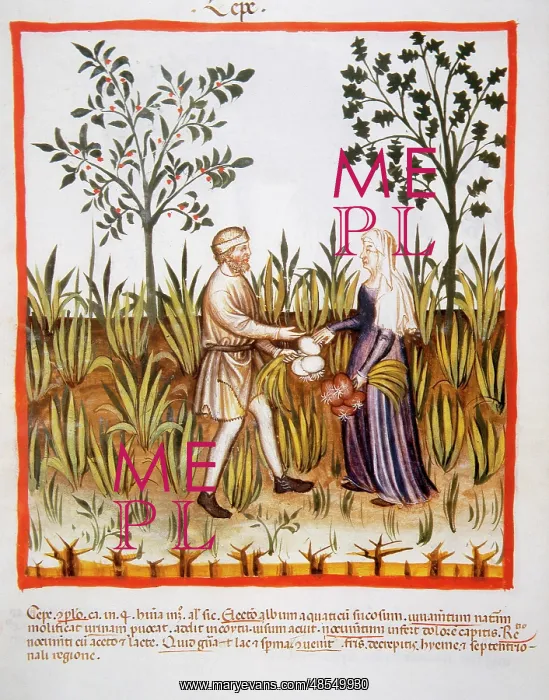 : Tacuinum Sanitatis. Late 14th century. Farmers harvesting on : Tacuinum Sanitatis. Late 14th century. Farmers harvesting on