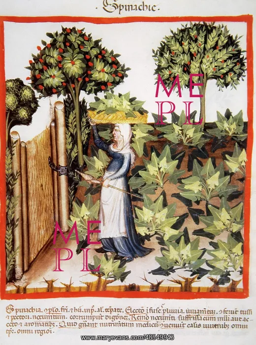 : Tacuinum Sanitatis. Late 14th century. Farmer in her orchard : Tacuinum Sanitatis. Late 14th century. Farmer in her orchard