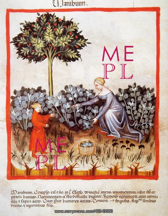 : Tacuinum Sanitatis. Late 14th century. Harvest of horehound : Tacuinum Sanitatis. Late 14th century. Harvest of horehound