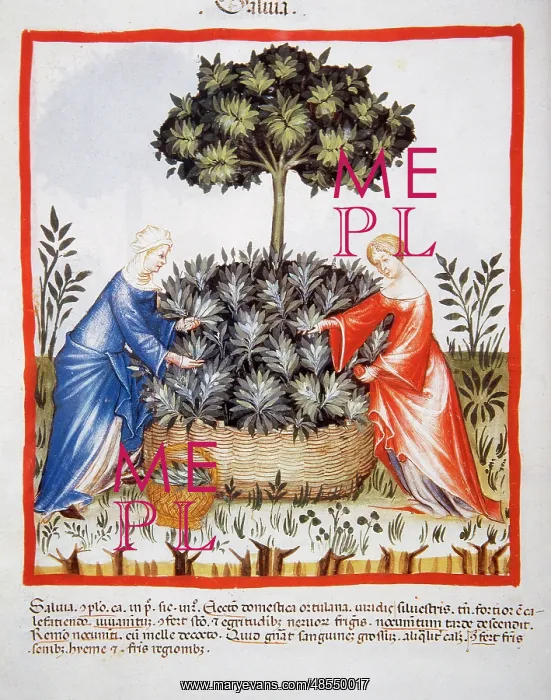 : Tacuinum Sanitatis. Late 14th century. Women picking salvia : Tacuinum Sanitatis. Late 14th century. Women picking salvia