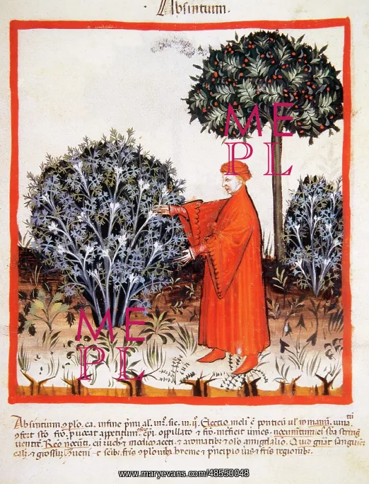 : Tacuinum Sanitatis. Late 14th century. Man harvesting absint : Tacuinum Sanitatis. Late 14th century. Man harvesting absint
