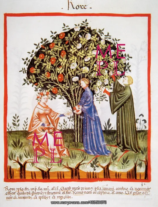 : Tacuinum Sanitatis. Late 14th century. Women picking roses f : Tacuinum Sanitatis. Late 14th century. Women picking roses f
