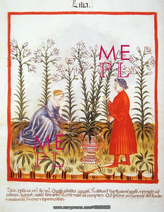 : Tacuinum Sanitatis. Late 14th century. Marriage picking fleu : Tacuinum Sanitatis. Late 14th century. Marriage picking fleu